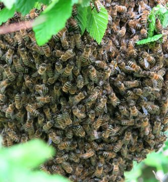 enjambre de abejas