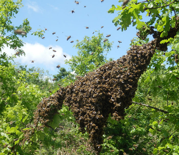 enjambre de abejas