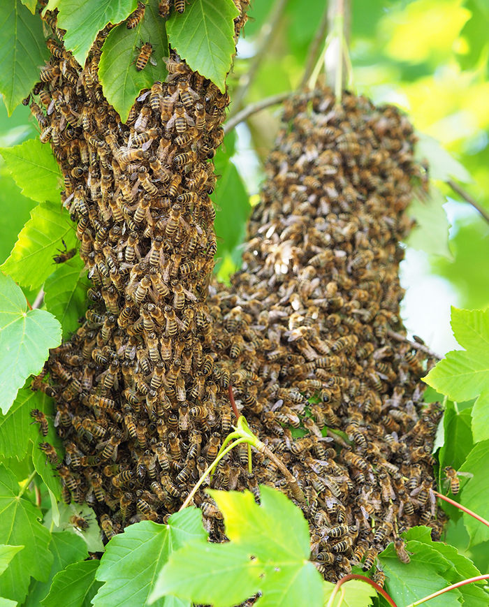 enjambre de abejas