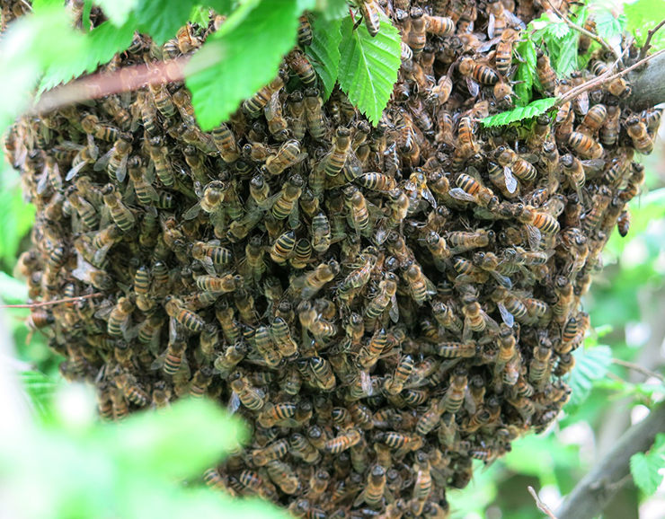 enjambre de abejas