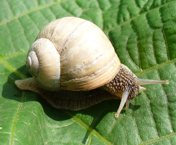 cuánto vive un caracol