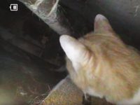 gato atrapado dentro de la pared