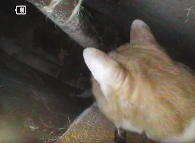 gato atrapado dentro de la pared
