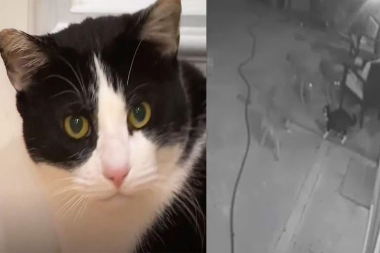 gato enfrenta coyotes