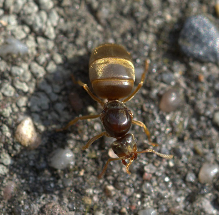 hormiga reina características