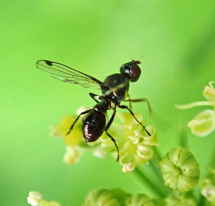 hormigas voladoras con alas 