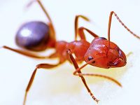 hormigas rojas