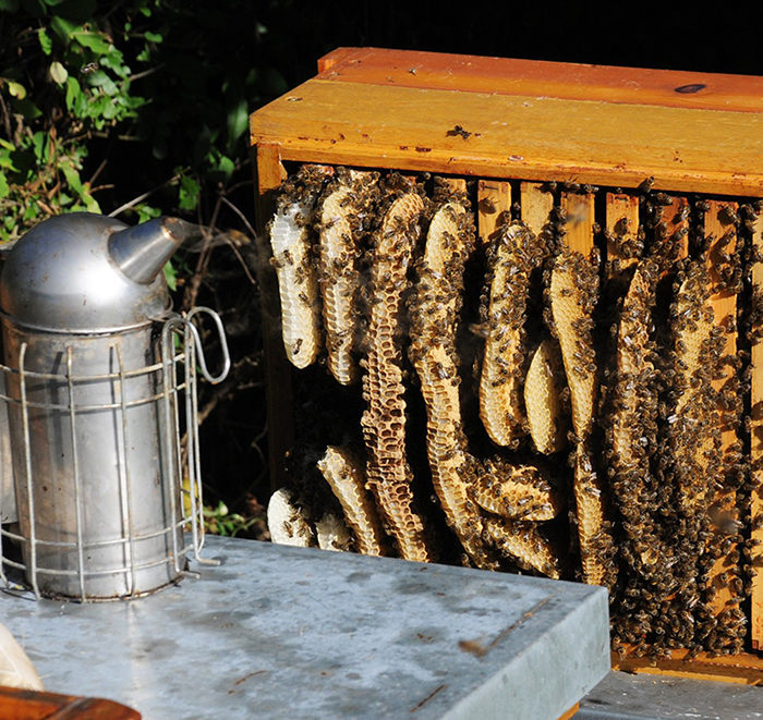 humo abejas