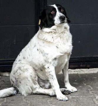 perro para el trafico kupata