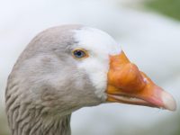 los patos tienen dientes