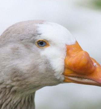 los patos tienen dientes