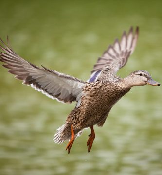 ¿los patos vuelan?