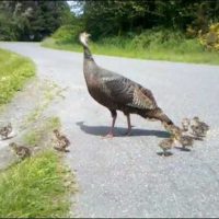 pavo hembra con pavos bebé video