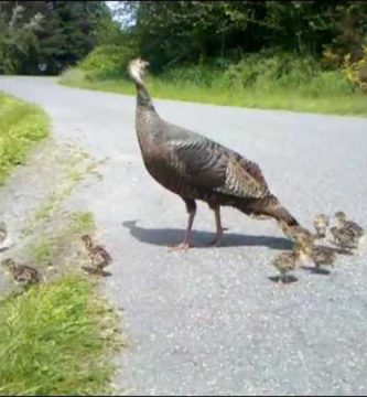 pavo hembra con pavos bebé video