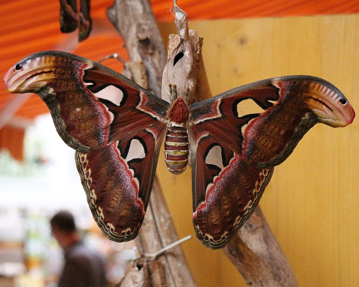 La mariposa más grande del mundo