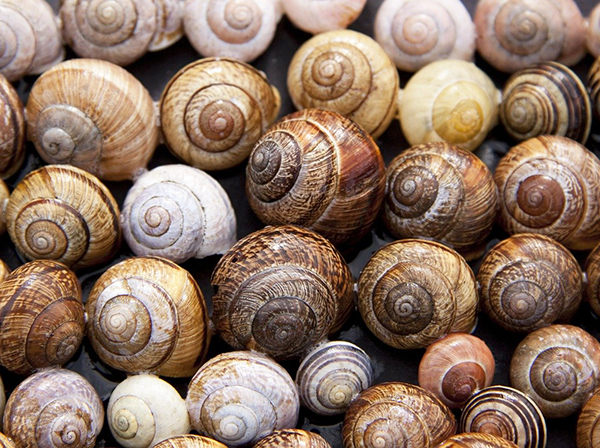 nombres para caracoles