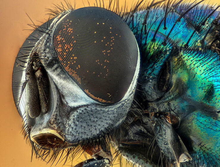 ojos de las moscas