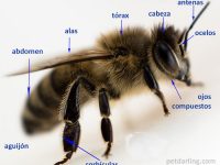 partes de una abeja