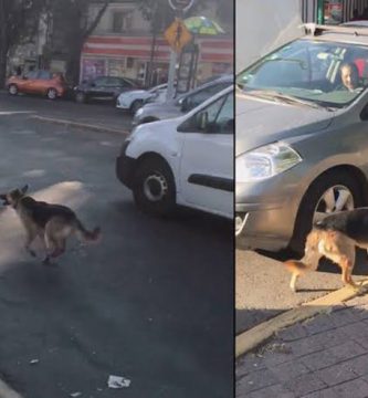 perro abandonado coche en marcha