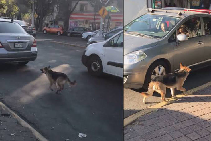 perro abandonado coche en marcha