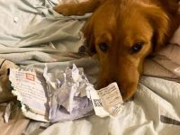 perro come pasaporte mujer wuhan