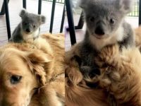 perro rescata koalas