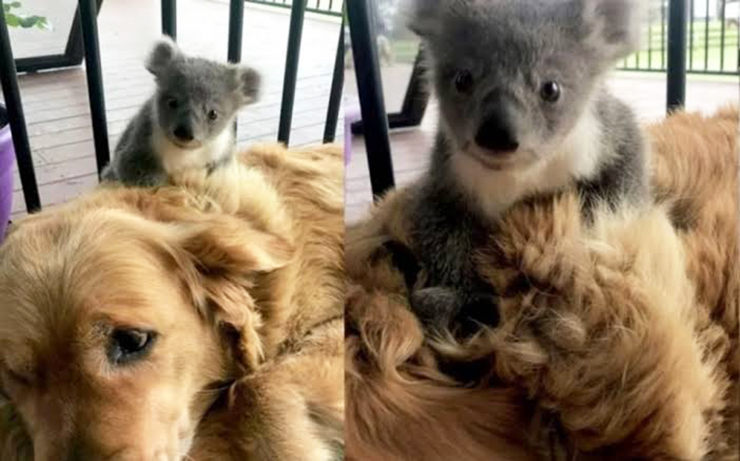 perro rescata koalas