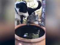perro y koala beben agua