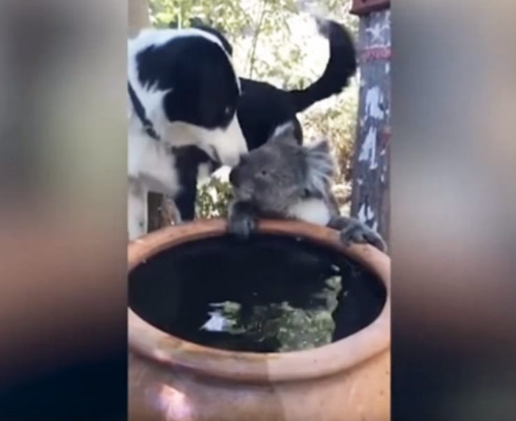 perro y koala beben agua