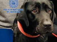 perra robada por su entrenador pocahontas