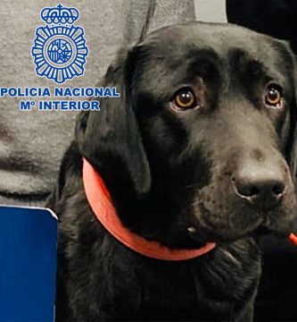 perra robada por su entrenador pocahontas