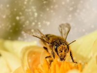 qué comen las abejas