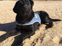 roban perro de terapia pocahontas