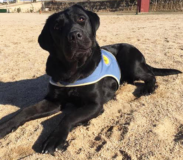 roban perro de terapia pocahontas