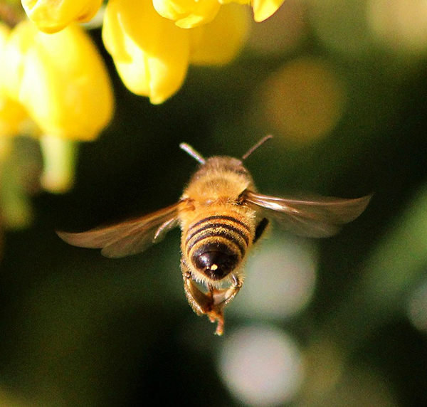 zánganos tipos de abejas