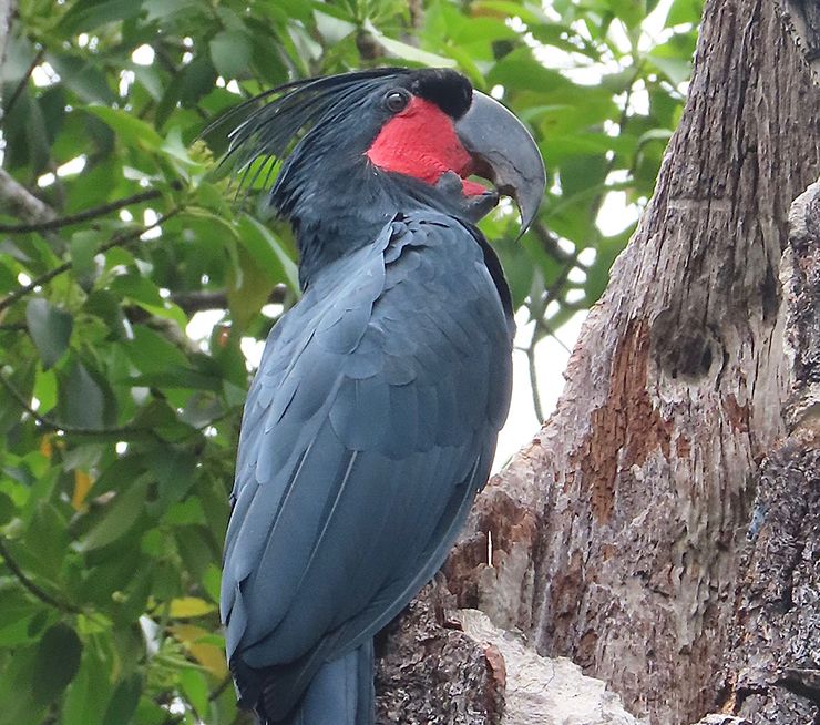 cacatua hace musica palo tronco