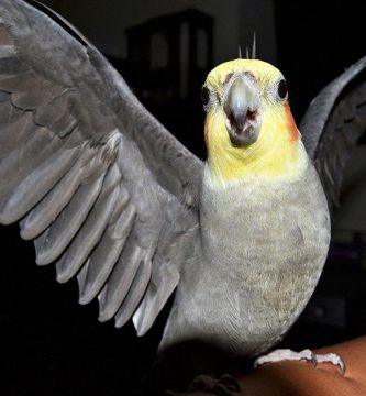 cacatua ninfa hablando