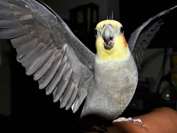 cacatua ninfa hablando