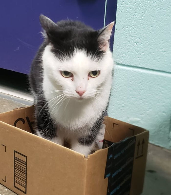 el peor gato del mundo