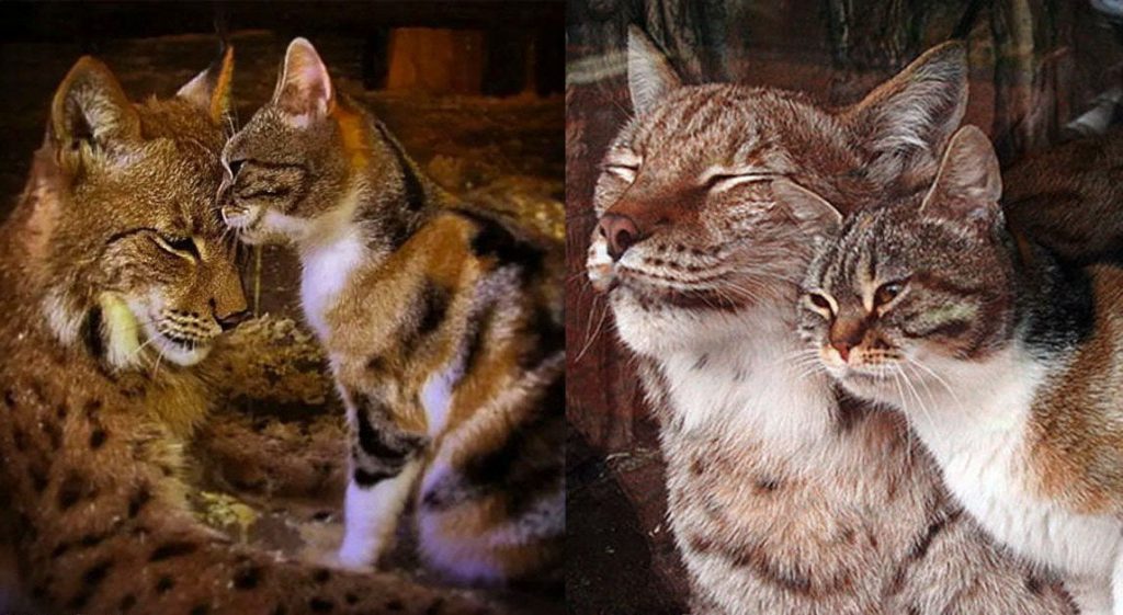 gato y lince amigos zoo