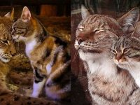 gato y lince amigos zoo