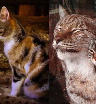 gato y lince amigos zoo