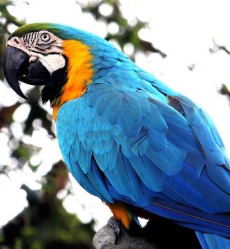 guacamayo azul