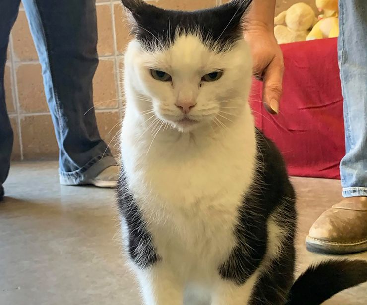 el peor gato del mundo