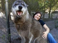 perro lobo gigante yuki