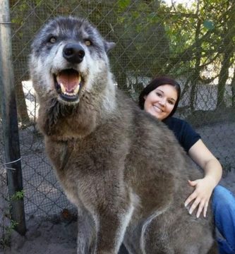 perro lobo gigante yuki