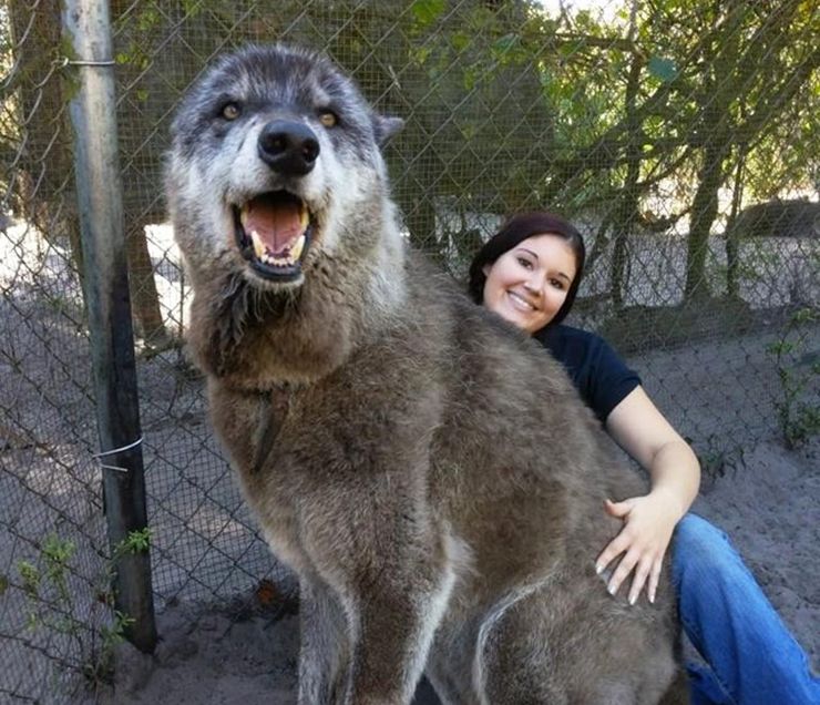 perro lobo gigante yuki