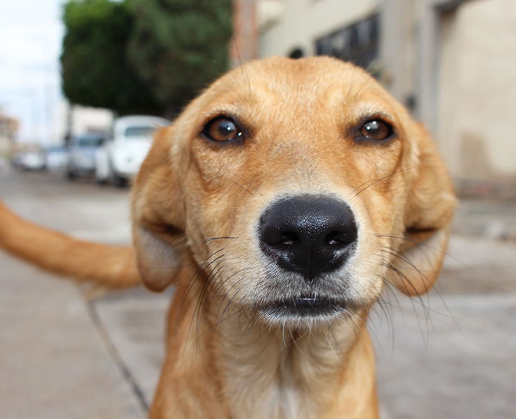 mujer pastillas envenenar perros muere