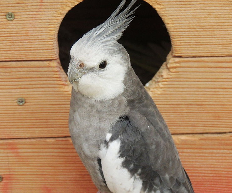 ninfa cara blanca