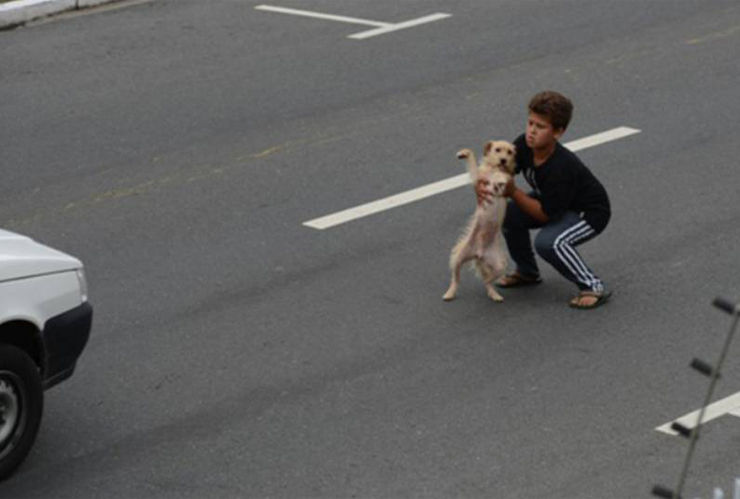 niño salva perro atropellado